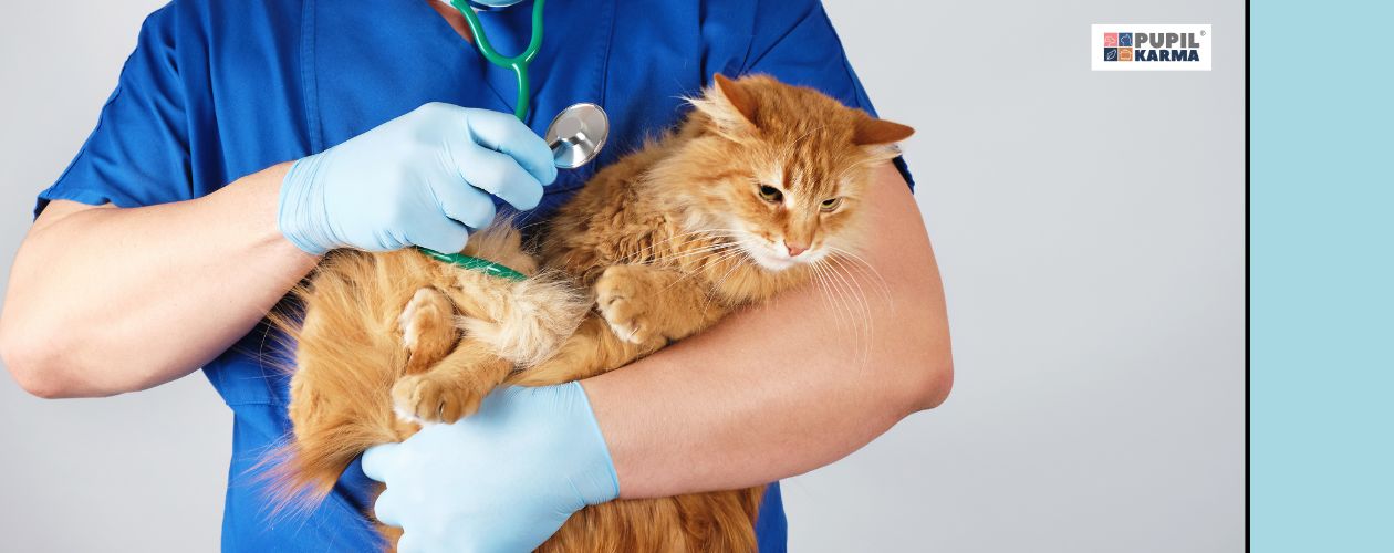 Diagnostyka niewydolności nerek. Zdjęcie rudego kota w objęciach weterynarza w niebieskim kitlu. Po prawej stronie turkusowy pasek i logotyp pupikarma.